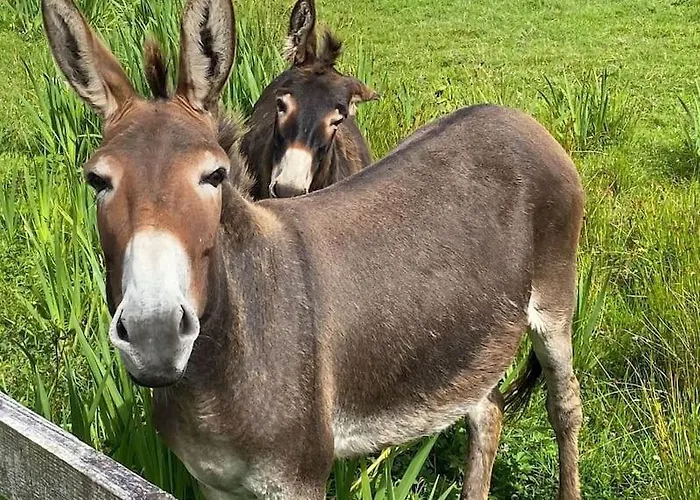 Dom wakacyjny Mary-tim's Cromane Cross Near Killorglin